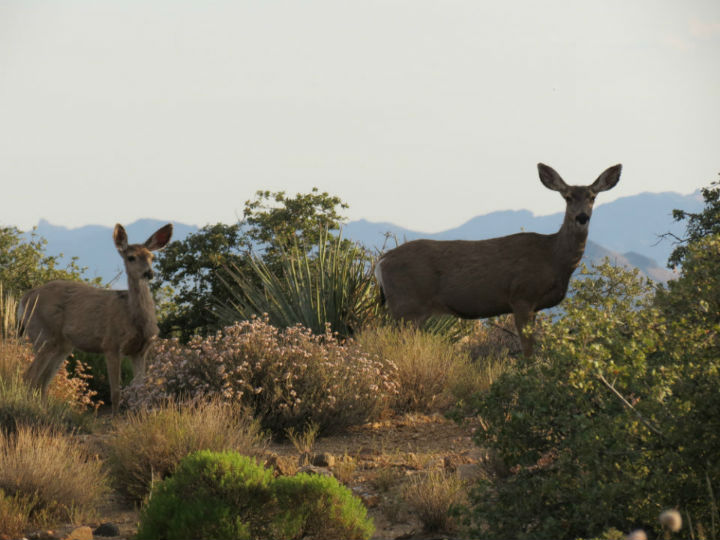 Desert Deer